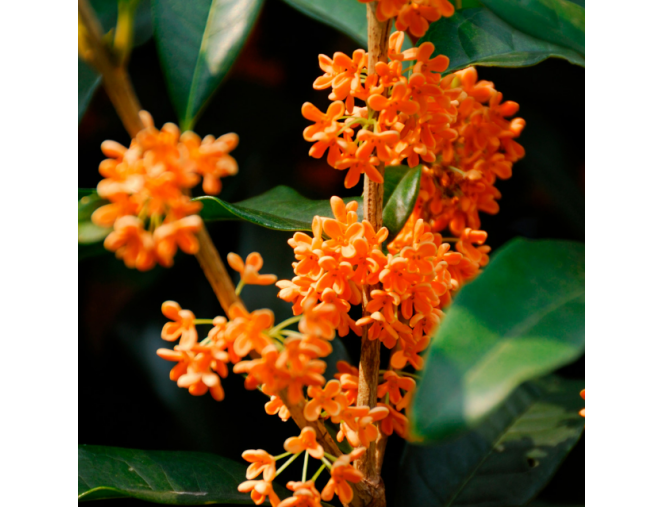 Aromatinis aliejus "Osmanthus" 10ml