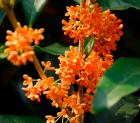 Aromatinis aliejus "Osmanthus" 10ml