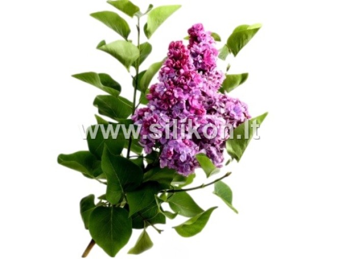 Kvapusis aliejus "Alyvos" 12/50 ml