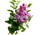 Kvapusis aliejus "Alyvos" 12/50 ml