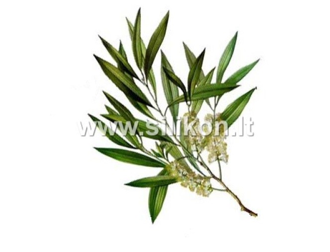 Kvapusis aliejus "Arbatmedis" 12 ml