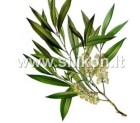 Kvapusis aliejus "Arbatmedis" 12 ml