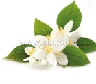 Kvapusis aliejus "Jazminai 12-50 ml