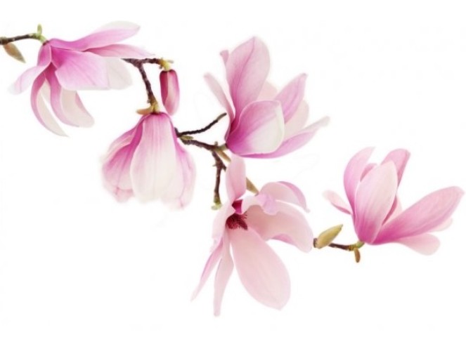 Kvapusis aliejus "Magnolija" 12-50 ml