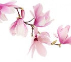 Kvapusis aliejus "Magnolija" 12-50 ml