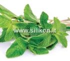 Kvapusis aliejus "Mėtos" 12 ml