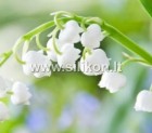 Kvapusis aliejus "Pakalnutės" 12 ml